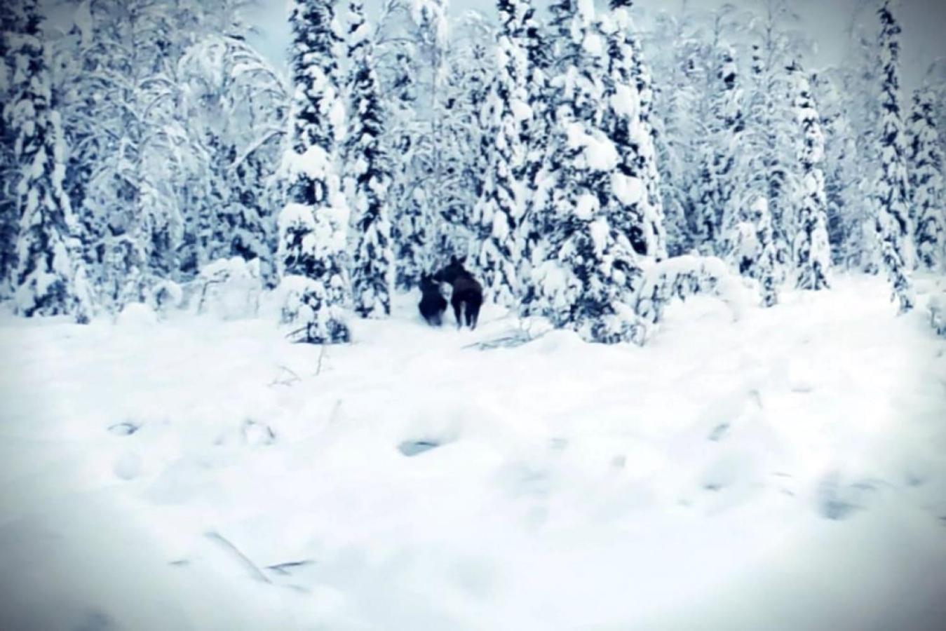The Wandering Wolf - Frontier Village North Pole Kültér fotó